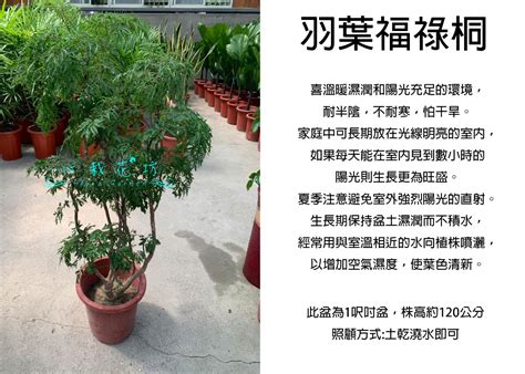 富貴樹學名|羽裂福祿桐